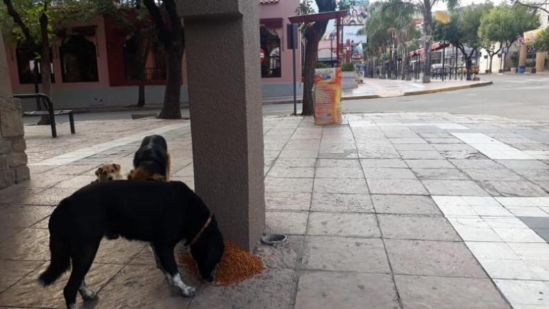 perros callejeros c paz