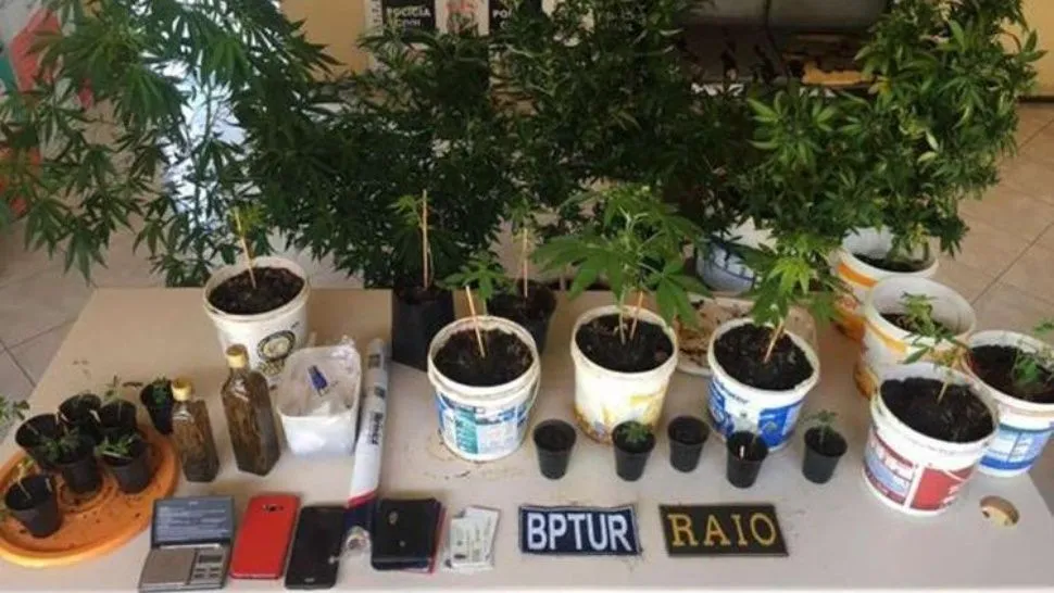 plantacixn_c
