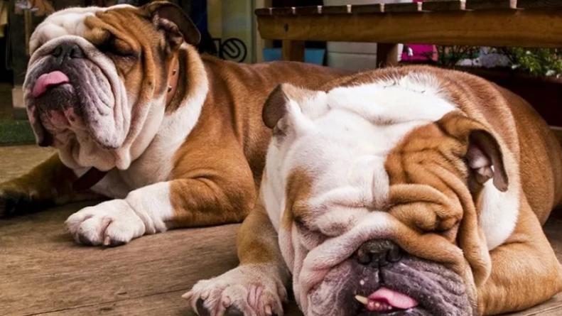 bulldog