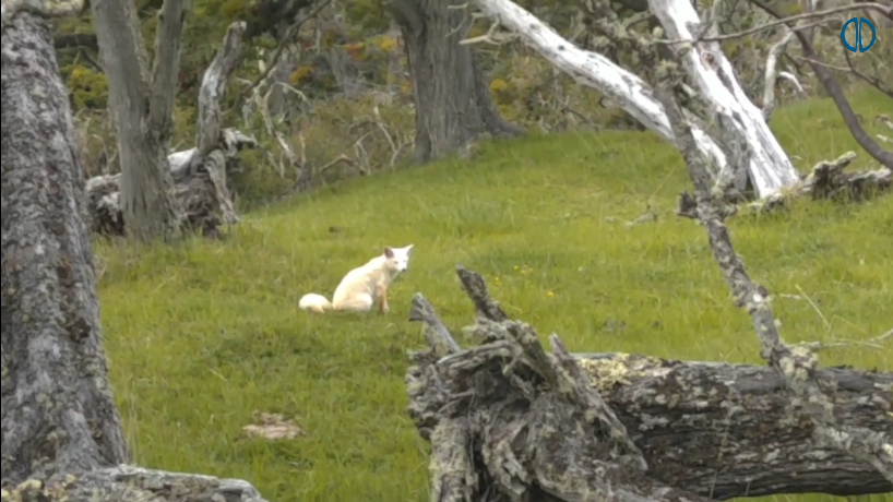 Screenshot_2019-12-06 Inédito lograron fotografiar a un zorro albino en Tierra del Fuego