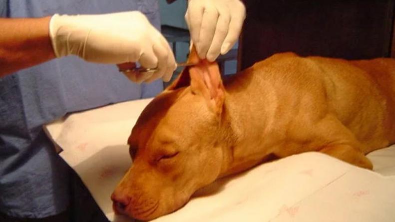 proyecto-mutilaciones-mascotas-cordoba