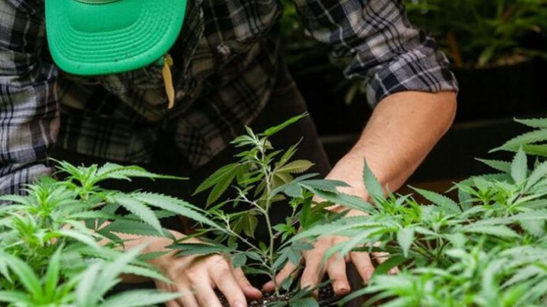 cultivador-marihuana-allanamiento-chubut