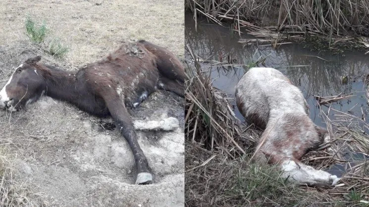 caballos 2