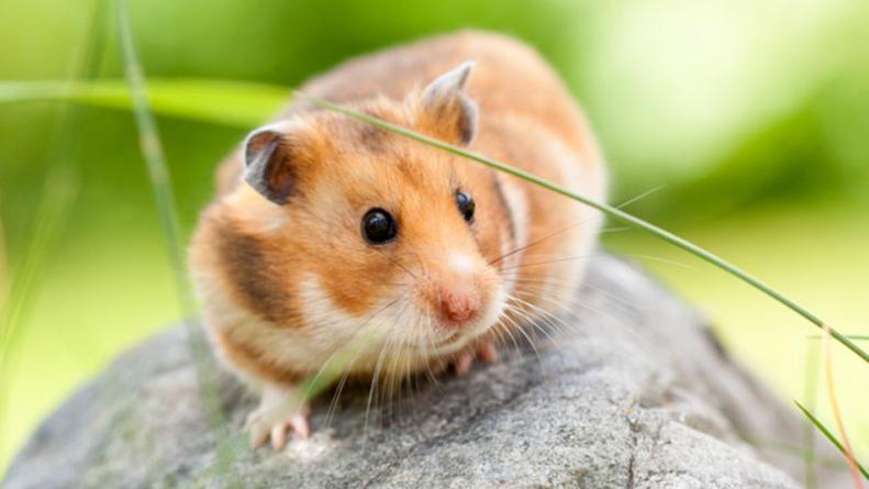 tortura-hamster-estados-unidos