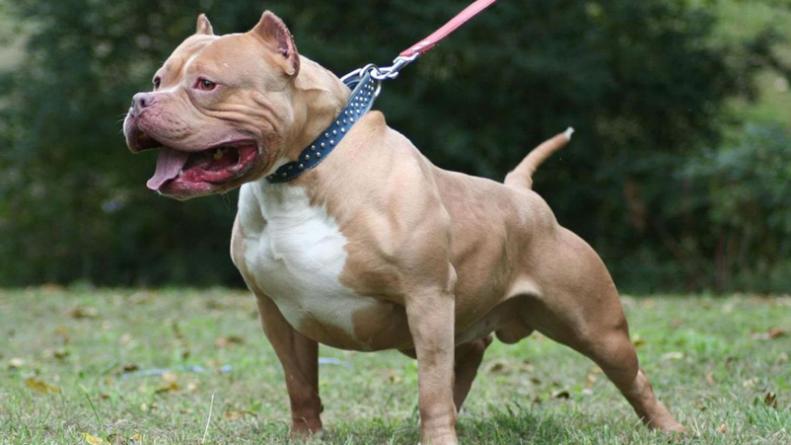 perro-san-juan-ataque-pitbull