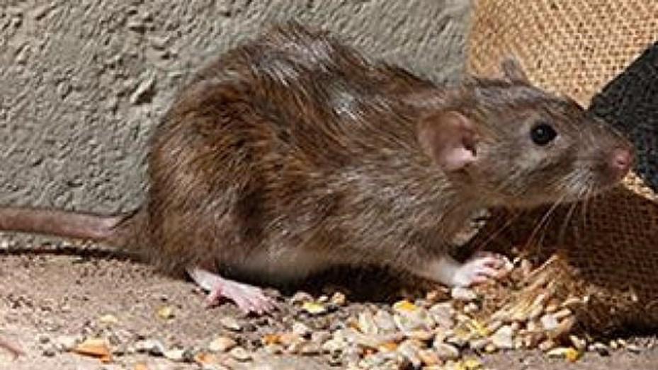 rata