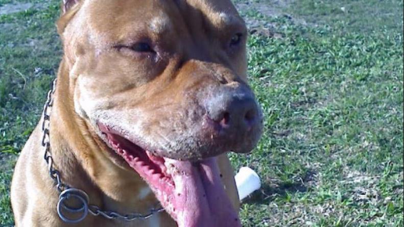 ataque-pitbull-bebe-rio-segundo