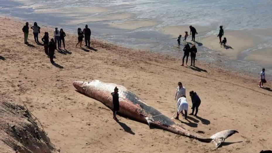 ballena-muerta-las-grutas