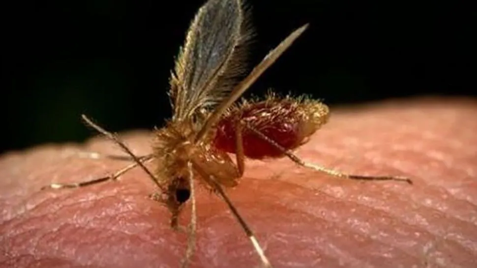 leishmaniasis_c