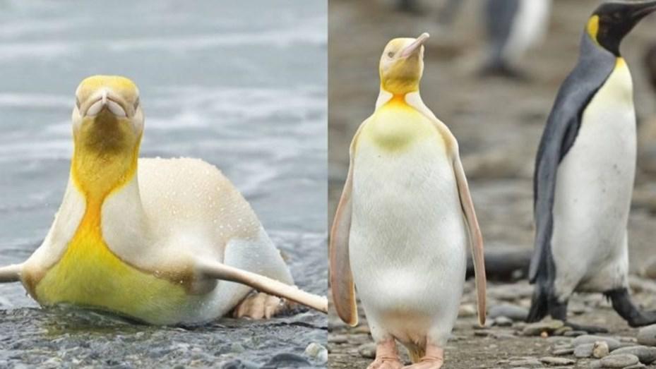 pinguino-amarillo