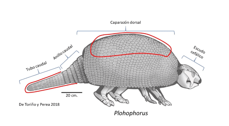 gliptodonte_2.png_374
