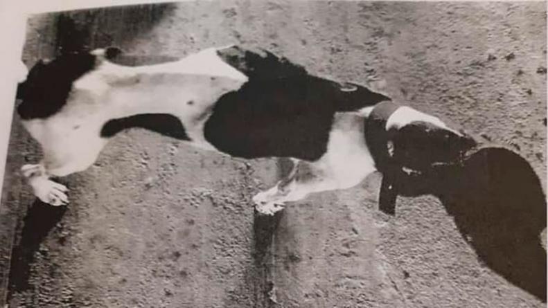 condenaron-hombre-por-no-alimentar-perros-san-francisco