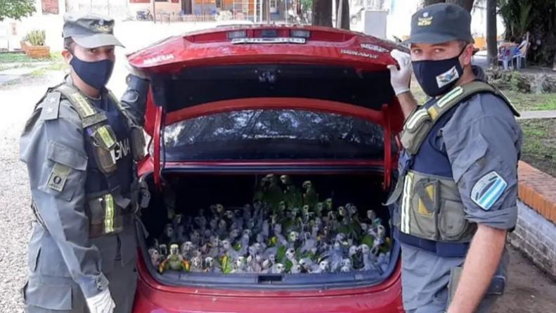 loros-habladores-control-gendarmeria-contrabando