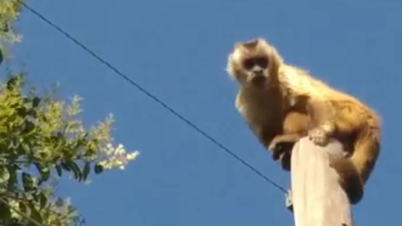 video monos capuchinos