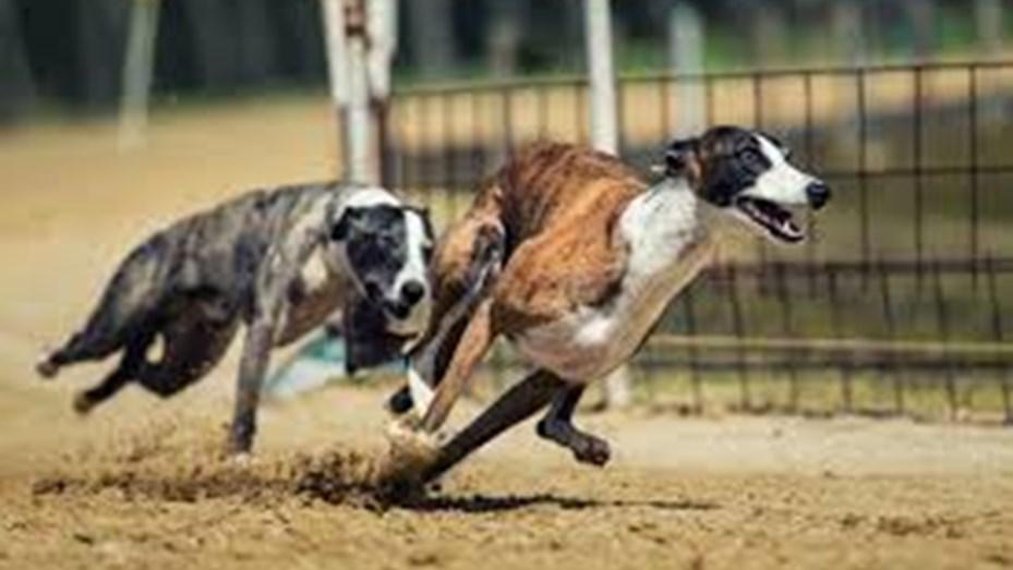 galgos
