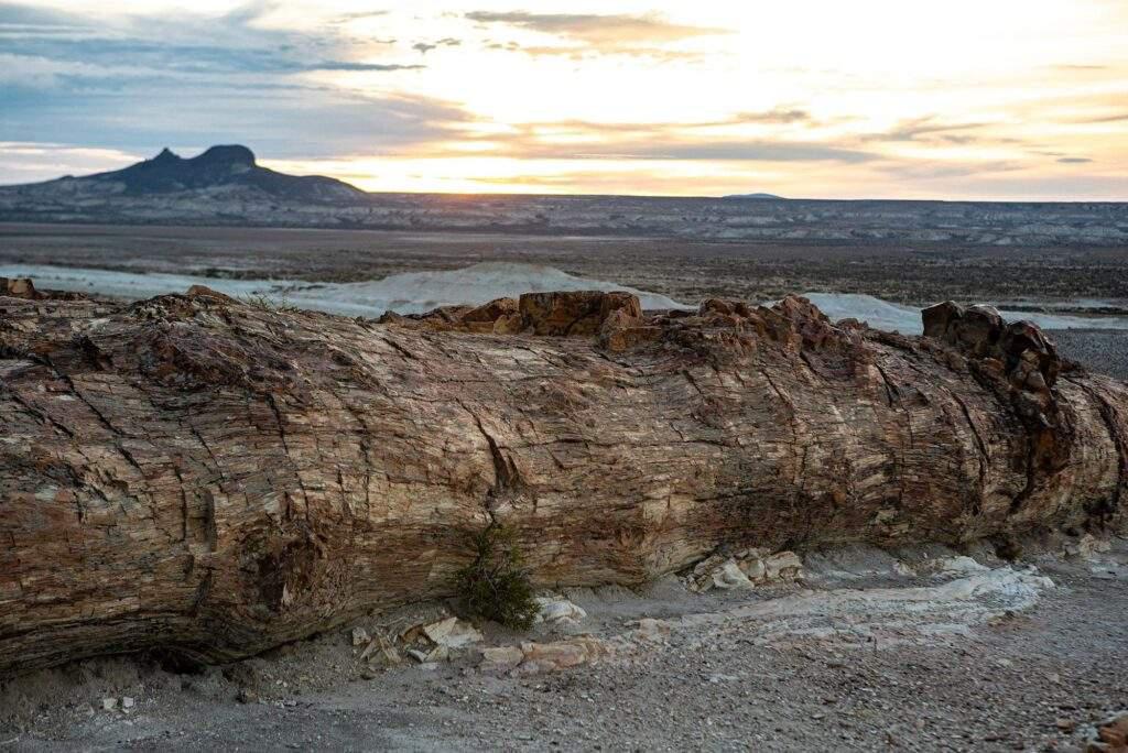 parque-nacional-bosques-petrificados-de-jaramillo-1024x684
