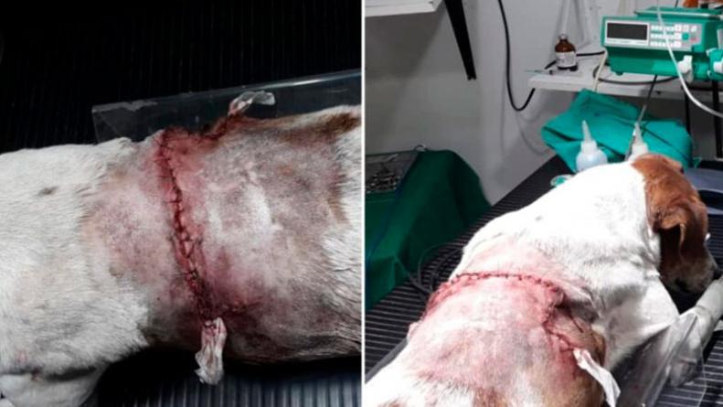ataque-perro-rio-tercero