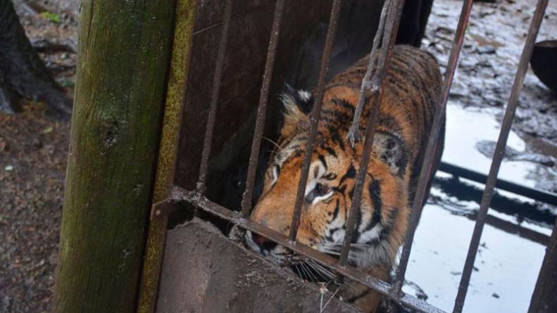 tigre-cautiverio-balcarce-buenos-aires