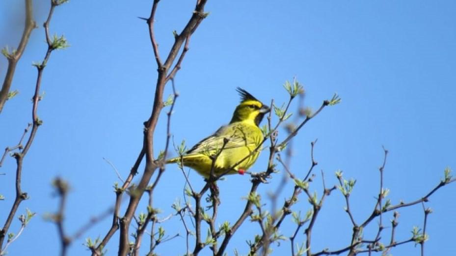 cardenal-amarillo