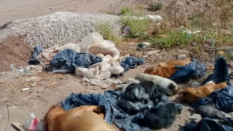 maltrato-animal-perros-muertos-abandonados-descampado-cordoba