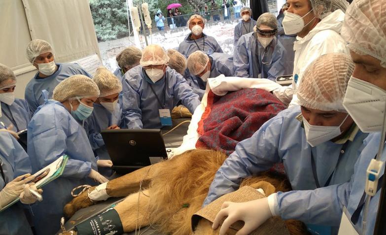 Leon-Tango-Intervencion-Veterinarios-Parque-Biodiversidad-Cordoba (10)