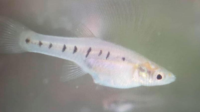 pescados-contaminados