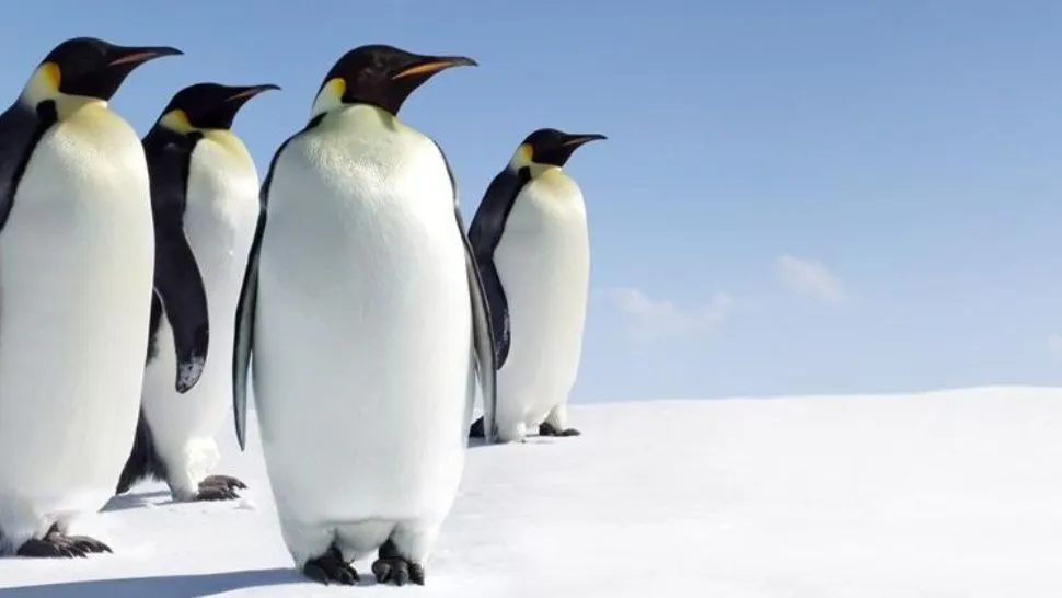 pinguinos_2_