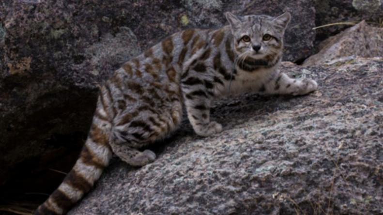 gato andino