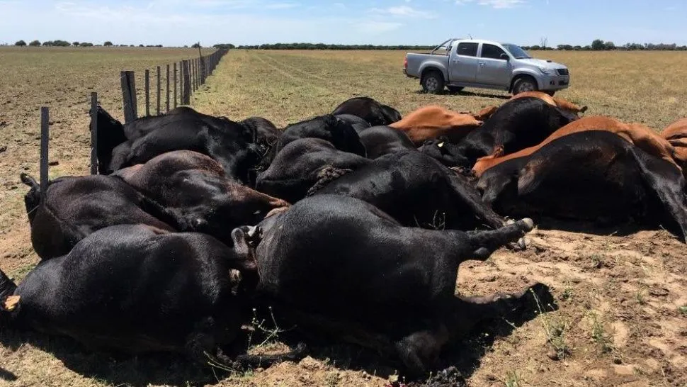 vacas