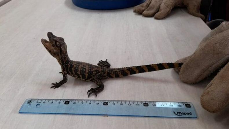 rescate-cria-yacare-laguna-las-mojarras