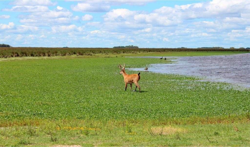 parque-nacional-ciervo-de-los-pantanos-1024x603
