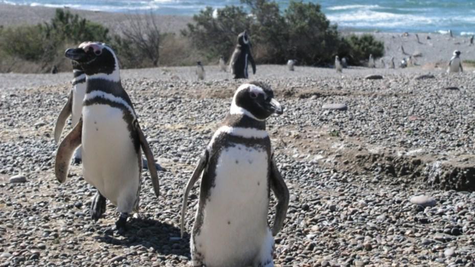 pinguinis