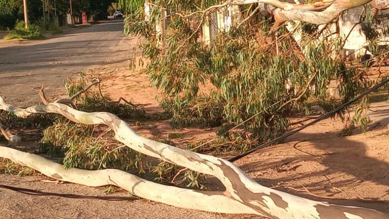 viento-caida-arbol-corte-luz-cordoba-1