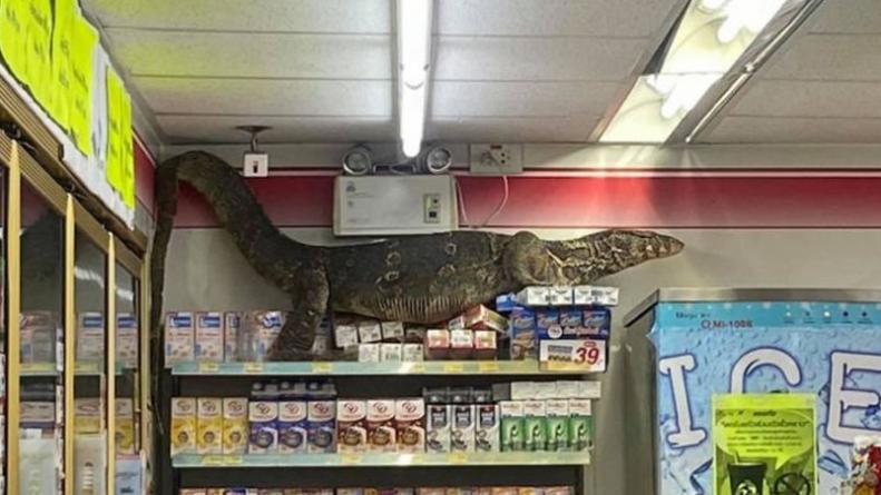 lagarto-supermercado-tailandia