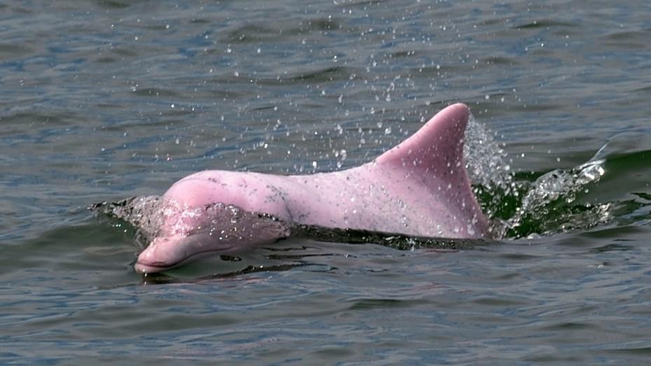delfines-rosas-1