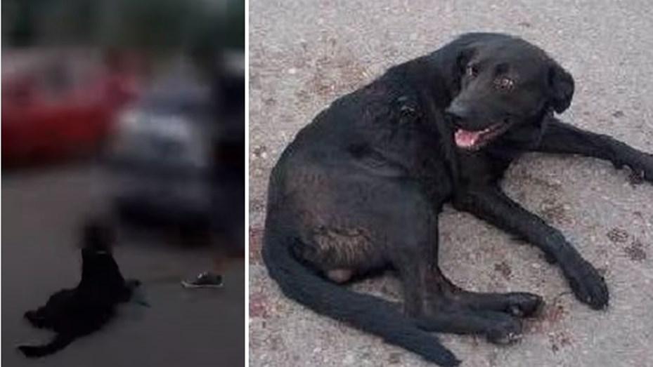 perro