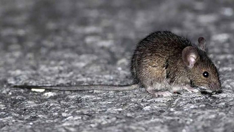 hantavirus-esquel