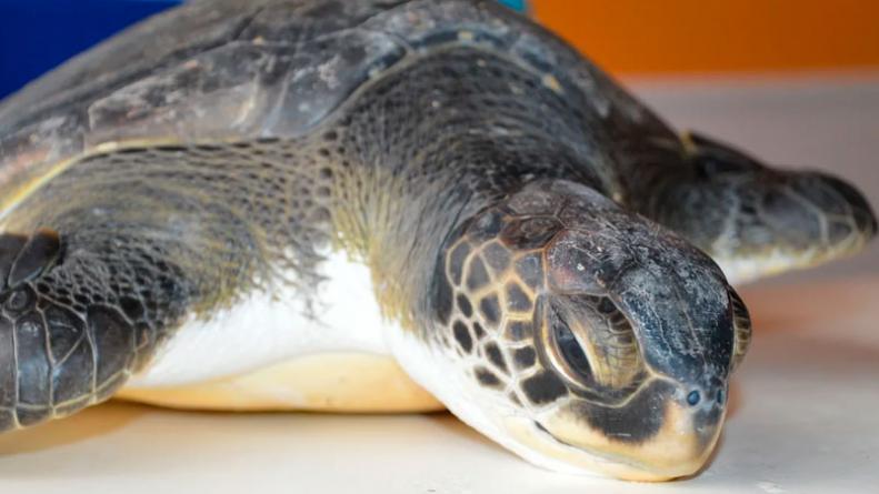 tortuga-marina-rescatada-fundacion-mundo-marino-defeco-basura-san-clemente-del-tuyu