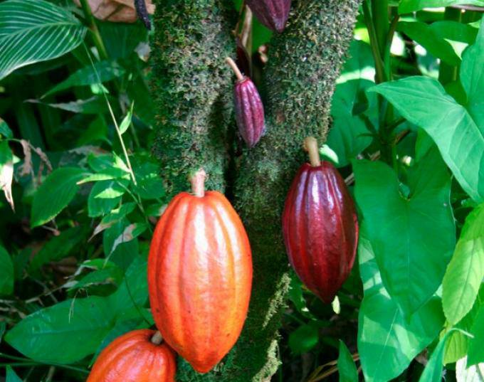 cacao