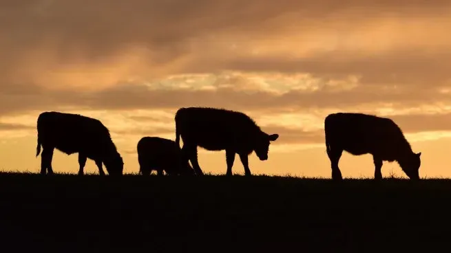 campo-carne-vacas-agro