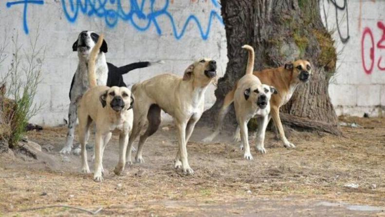 perros-jauria (1)